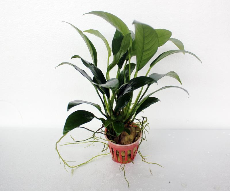 1 giỏ Cây ráy lá dài - cây thủy sinh đẹp dễ trồng không cần nền