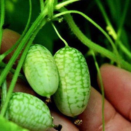 Gói 10 Hạt giống Dưa hấu Tí hon (tặng gói kích nẩy mầm và hướng dẫn)