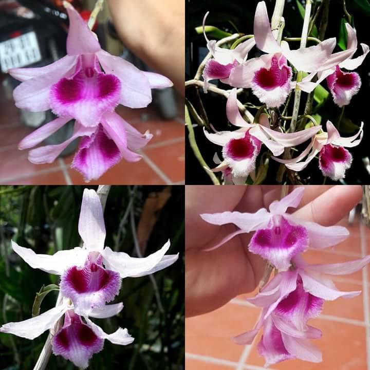 Phi điệp tím nhân kie nhiều vùng miền