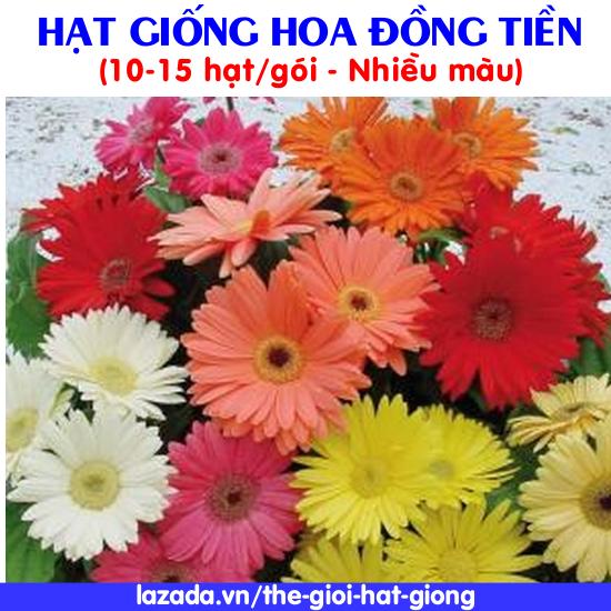 Hạt giống hoa Đồng Tiền nhiều màu