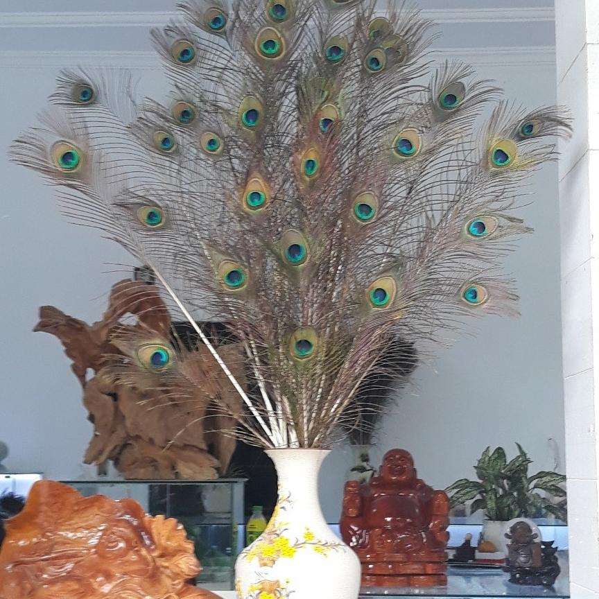 Lông chim công phong thủy - 20 cái