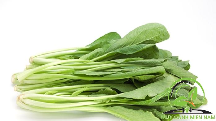 Hạt giống cải ngọt RADO 54 (20g)