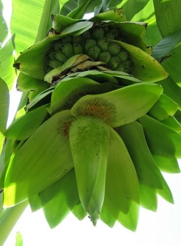 BỘ HẠT GIỐNG CHUỐI PHU THÊ- CHUỐI MỒ CÔI NINH THUẬN