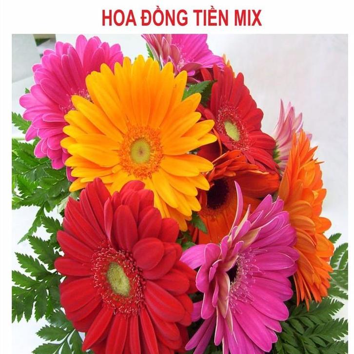 [Lấy mã giảm thêm 30%] Hạt giống hoa Đồng Tiền Mix (10 hạt)
