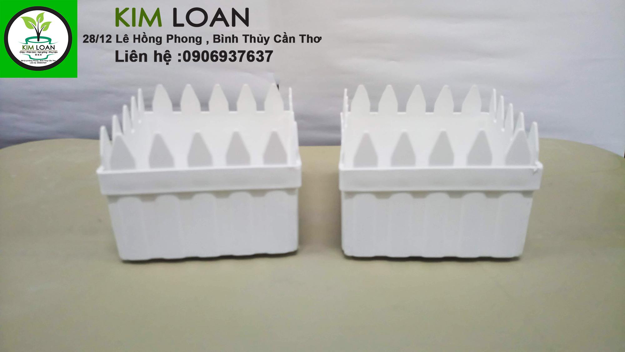 Chậu hàng rào mini 12x9cm
