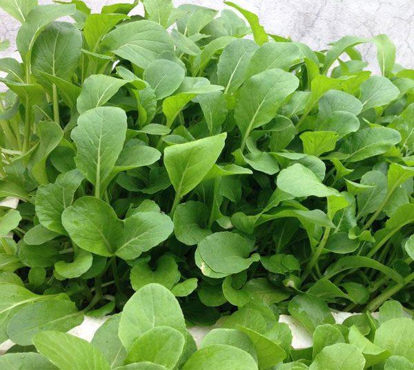 Gói 20g hạt giống cải ngọt