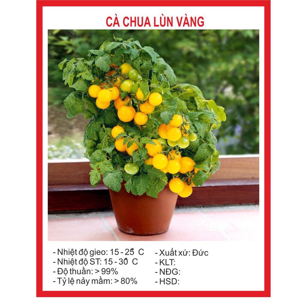Hạt giống cà chua lùn vàng