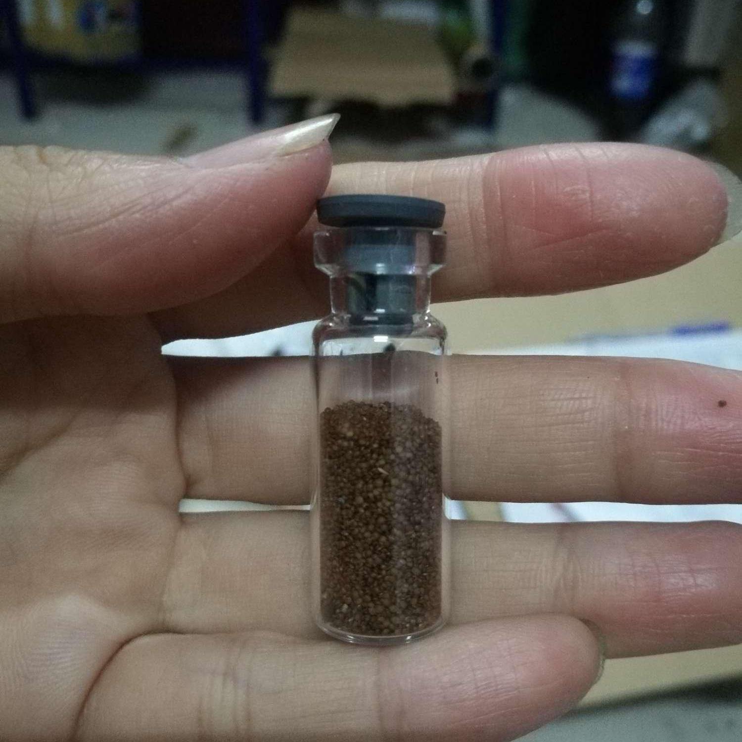 Hạt giống trân châu Nhật