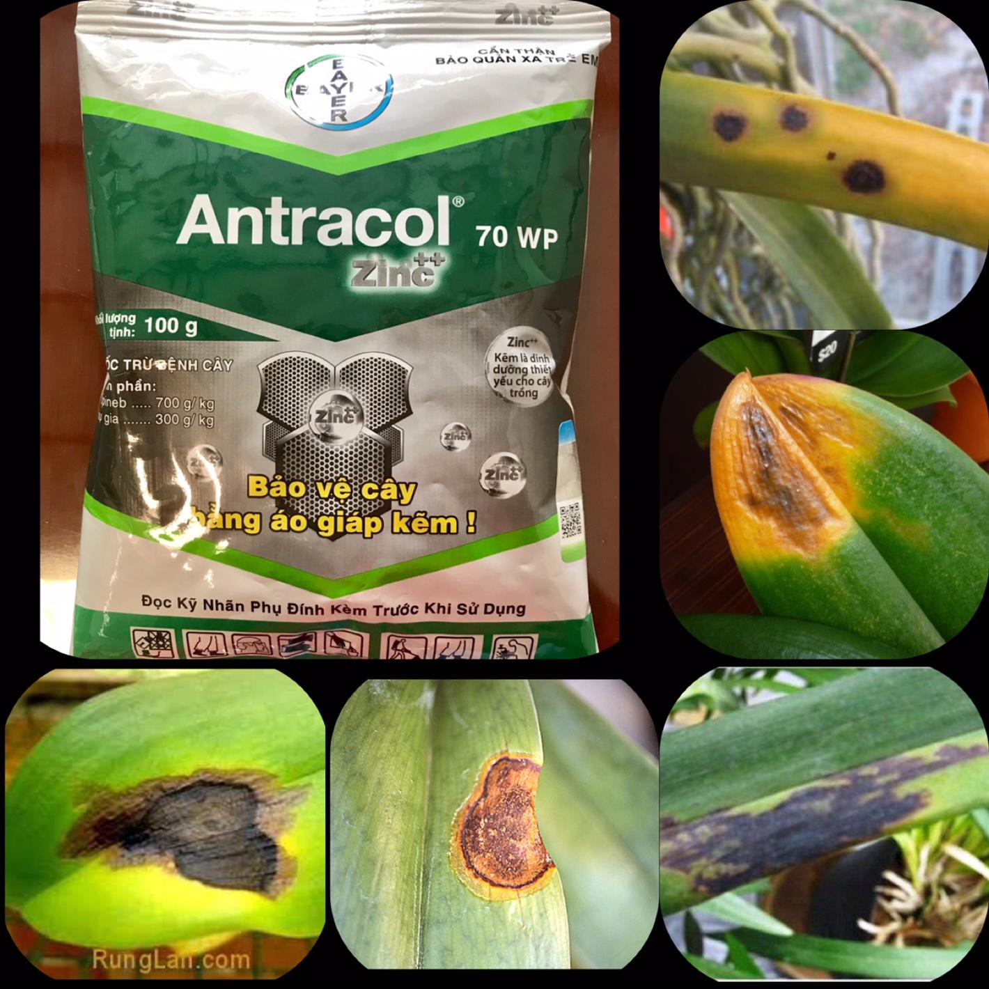 Hoạt chất Propineb Trừ thán thư trên Phong Lan ANTRACOL 70WP - gói 100gram