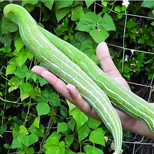 Hạt Giống Lặc Lày ( Lặc Lè, Mướp Ngọt). Túi 10 Hạt Kèm Quà Tặng