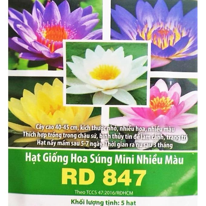 Hạt giống Hoa Sung Thái Mini  nhiều màu   RaDo-847