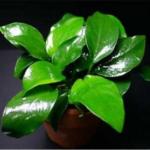 1 CHẬU CÂY RÁY LÁ NHỎ – CÂY THỦY SINH DỄ TRỒNG KHÔNG CẦN ĐẤT NỀN