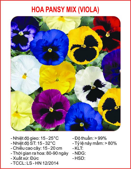Hạt giống Pansy mix