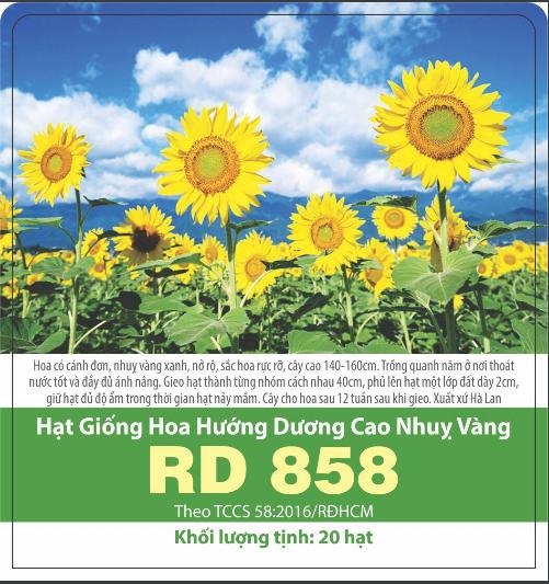 [HCM]HẠT GIỐNG HOA HÀ LAN- HƯỚNG DƯƠNG CAO NHỤY VÀNG -GÓI 20 HẠT .