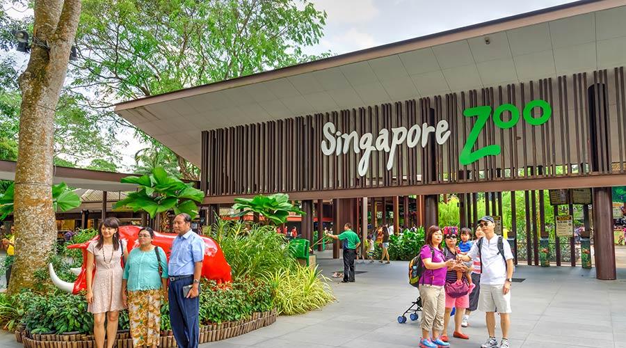 [SINGAPORE] Vườn Thú Ngày Singapore Zoo NGƯỜI LỚN - Gồm cả vé xe điện Tram