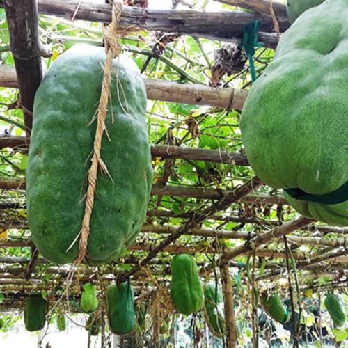 Hạt Giống Bí Đao Khổng Lồ Loại Dễ Trồng.Túi 5 Hạt