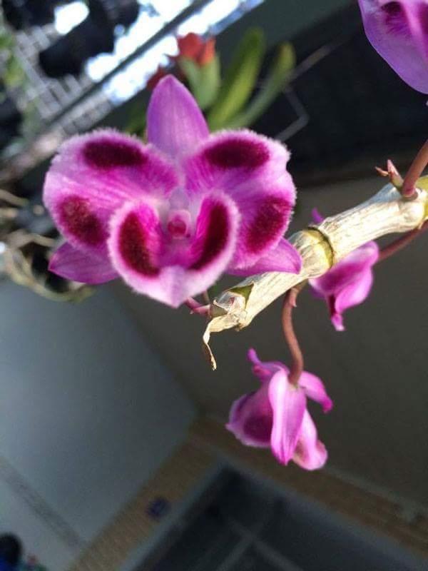 TRẦM ĐỘT BIẾN 6 MẮT