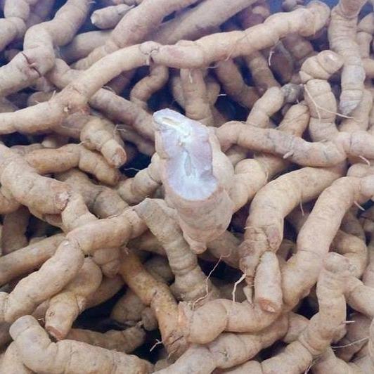 Củ ba kích tím 1kg