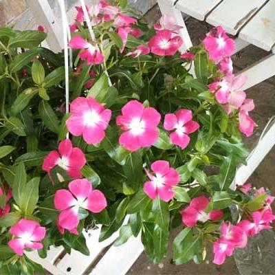 Gói 50 Hạt giống Dừa cạn Hồng (tặng gói kích nẩy mầm và hướng dẫn)