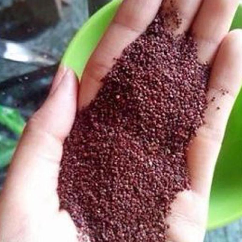 Ngũ Hoa Hạt ( Thiên niên tử) 1kg