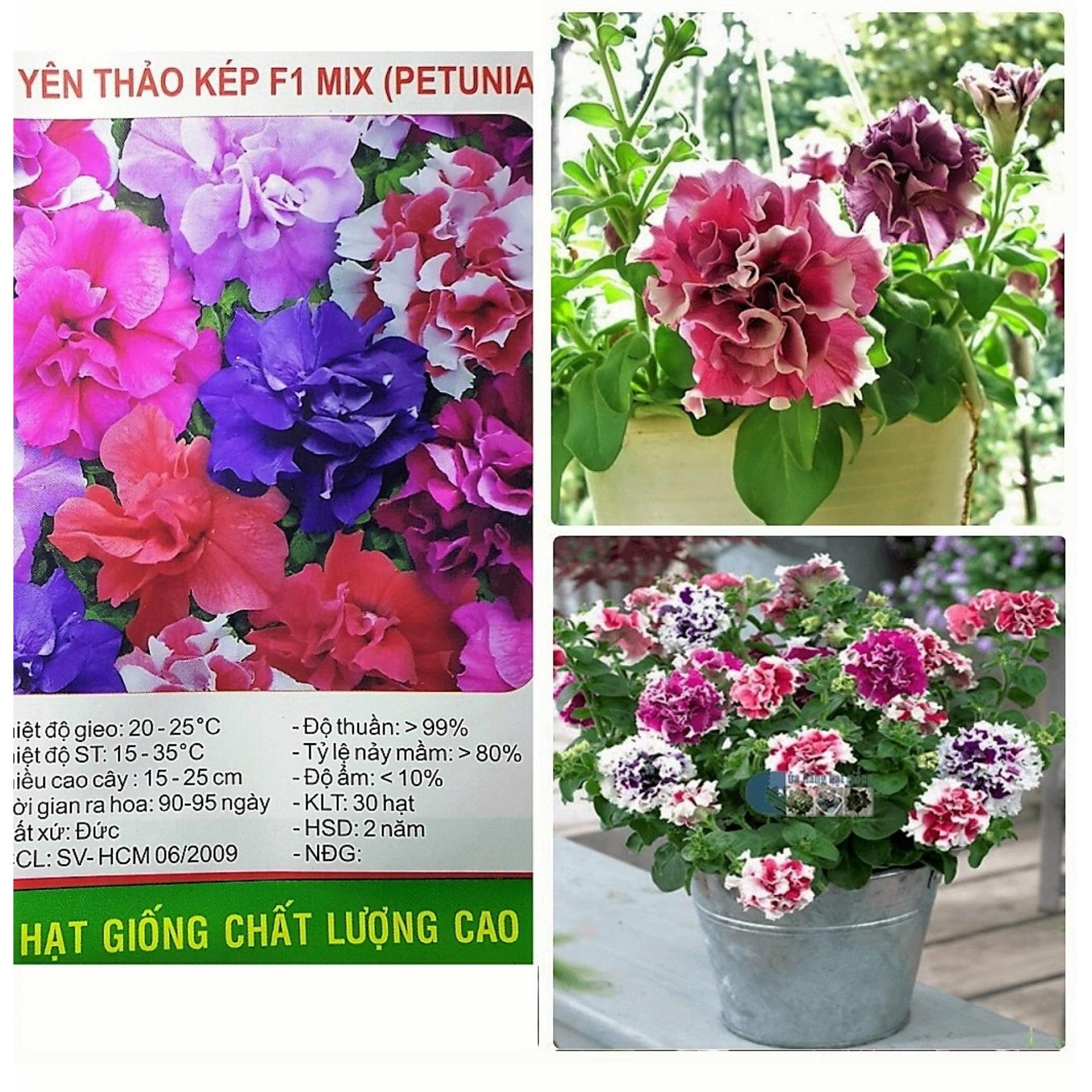 [HCM] Hạt Giống Hoa Dạ Yên Thảo Kép F1  Nhiều Màu   - KLT 30 hạt