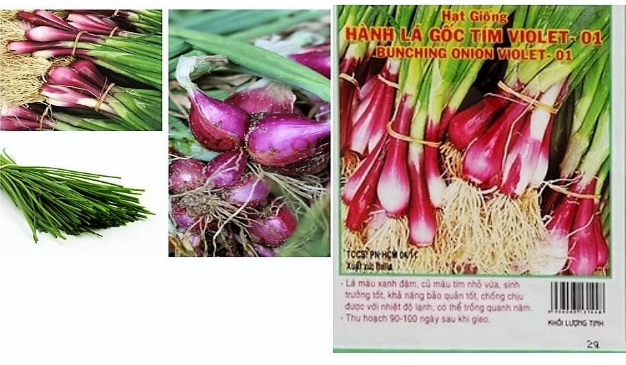 [HCM]Hạt giống hành lá Gốc Tím VIOLET-01 - KLT 2g .