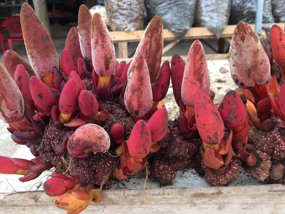 Nấm Ngọc cẩu rừng Hà Giang 500g khô