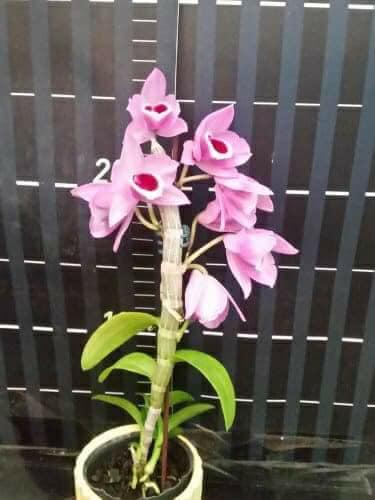 Trầm Hồng long giống