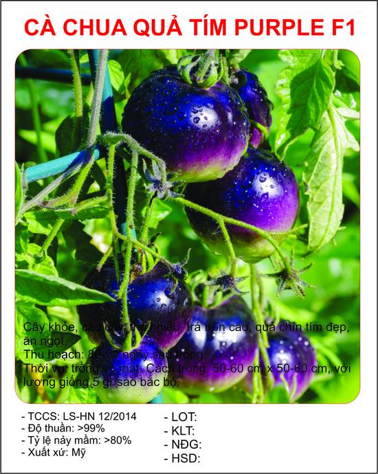 [Lấy mã giảm thêm 30%] Hạt giống Cà chua tím (10 hạt)