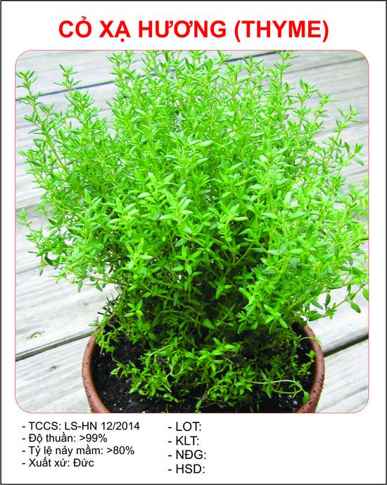 Hạt giống Cỏ xạ hương (50 hạt)