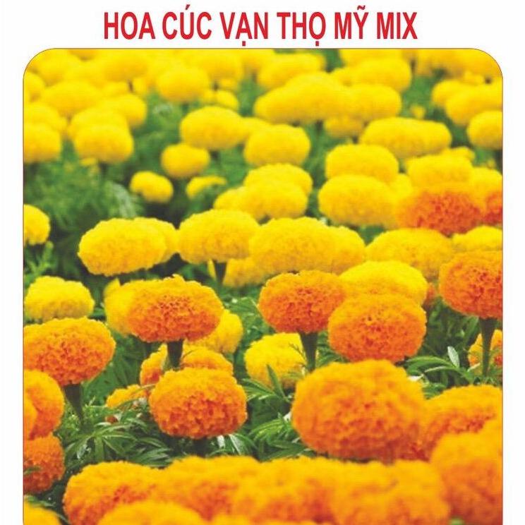 [Lấy mã giảm thêm 30%] Hạt giống Hoa Cúc Vạn Thọ Mỹ (50 hạt)