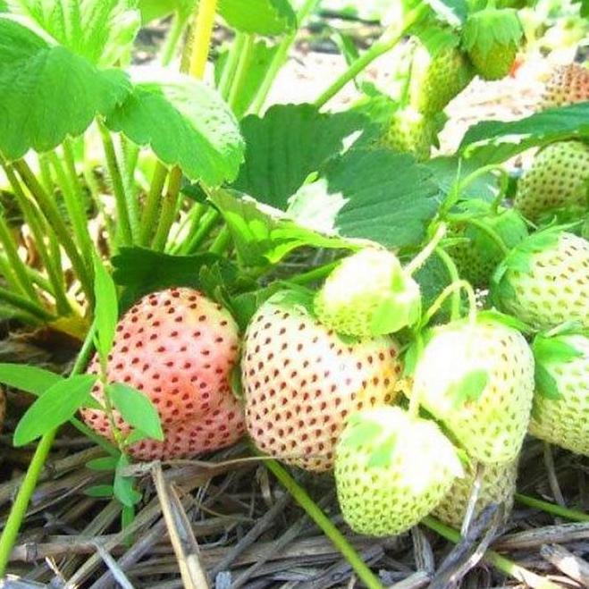 [Lấy mã giảm thêm 30%] Hạt giống Dâu tây Nhật chịu Nhiệt Trắng kem (gói 100 hạt)