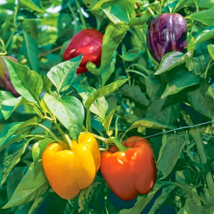 Gói 10 Hạt giống Ớt chuông mix