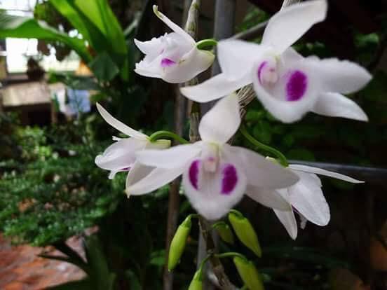 Hoa lan phi điệp 5 ct cánh trắng