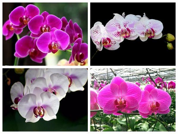 Hạt giống lan hồ điệp