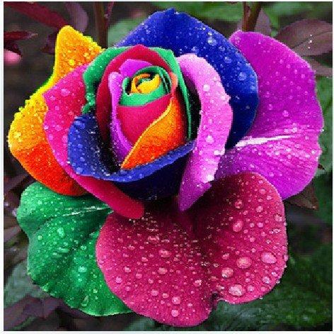 [Lấy mã giảm thêm 30%] Hạt giống Hoa hồng ngũ sắc (10 hạt)