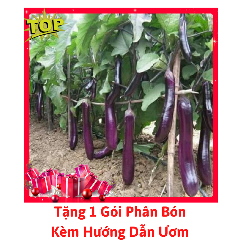 [Lấy mã giảm thêm 30%] Gói Hạt Giống Cà Dái Dê ( Cà Tím Dài F1 )