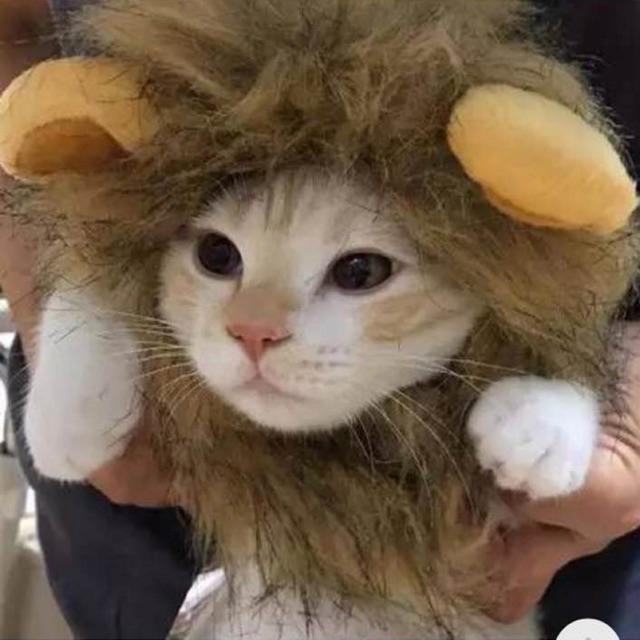 Mũ thú cưng - Mũ bờm sư tử cho chó mèo - Channsusu Pet Shop
