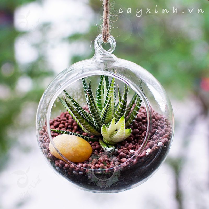 Bình thủy tinh nuôi cá nhỏ, Bình thủy tinh tròn treo 10cm, bình thủy tinh trồng tiểu cảnh