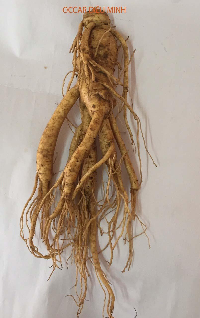 1 Củ Lớn Sâm Tươi Hàn Quốc 6 Năm Tuổi(~150gr), Nhân Sâm Hàn Quốc, có tác dụng chống mệt mỏi, tăng cường bồi bổ sức khỏe, minh mẫn, sảng khoái, sâm hàn quốc, nhân sâm tươi hàn quốc, sâm tươi hầm gà,sâm tươi ngâm mật ong,Occar