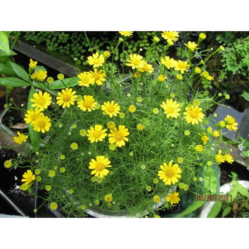 MJ4F GÓI 50 HẠT GIỐNG CÚC SAO BĂNG