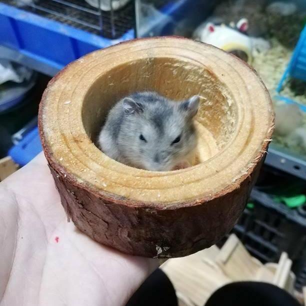 [HCM]Chén ăn bằng Gỗ cho hamster .