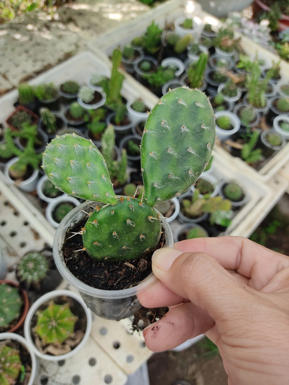 Xương rồng tai thỏ pháp