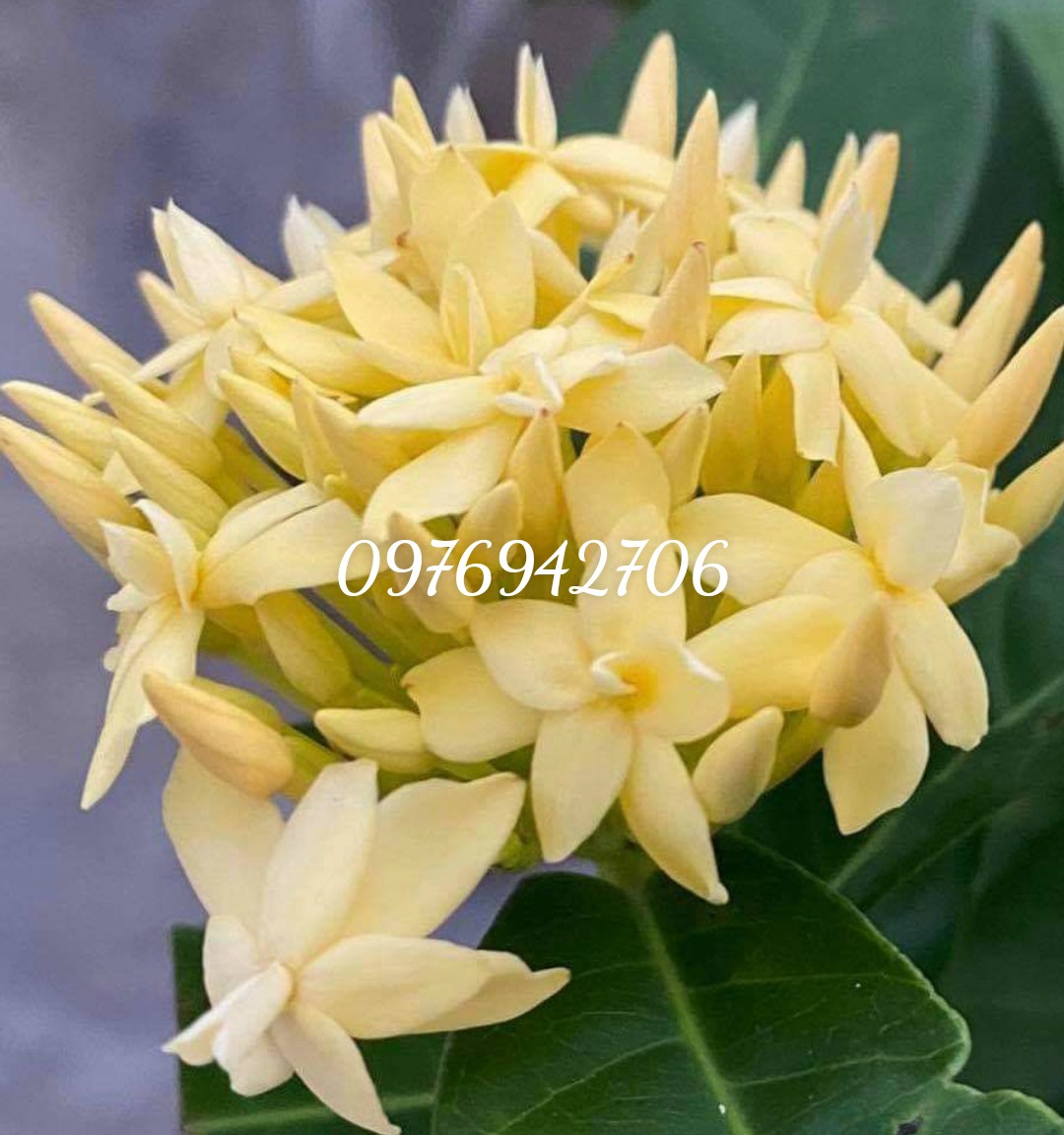 Cây giống hoa mẫu đơn vàng cánh kép