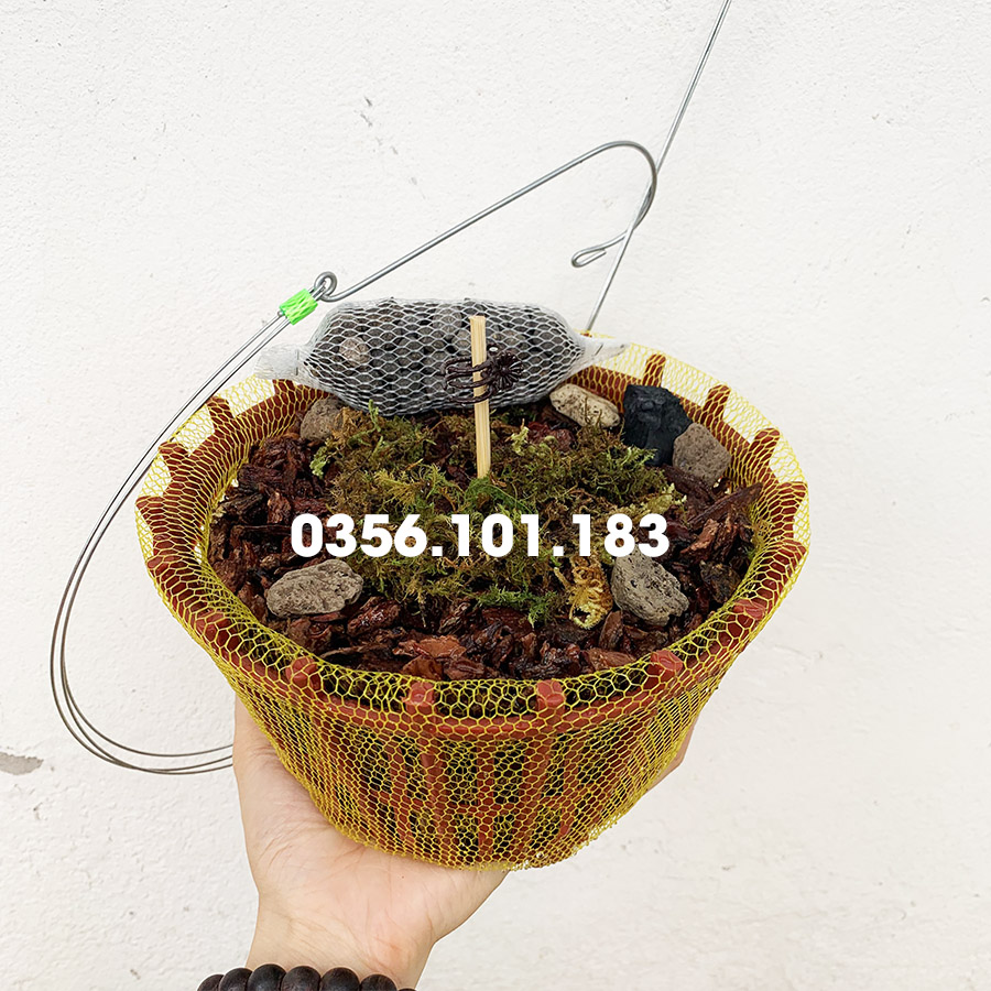 Chậu trồng Lan đầy đủ giá thể Vỏ Thông Phân Bón cho người mới chơi