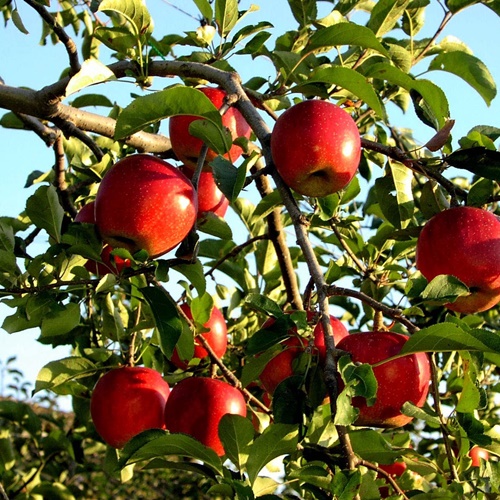 Túi 10 Hạt Giống Táo Đỏ Lùn F1. Dễ trồng, dễ chăm sóc