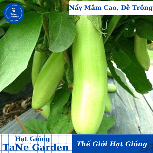 0.5gr hạt giống cà xanh mỡ dài - tane garden
