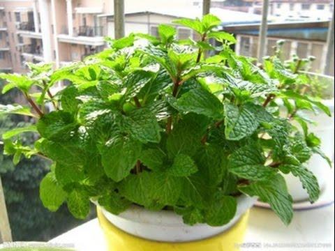 [HCM]CÂY BẠC HÀ CHANH SẢ