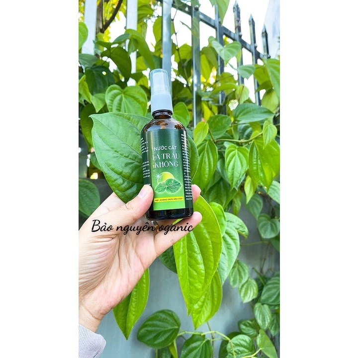 Nước cất lá trầu không nguyên chất