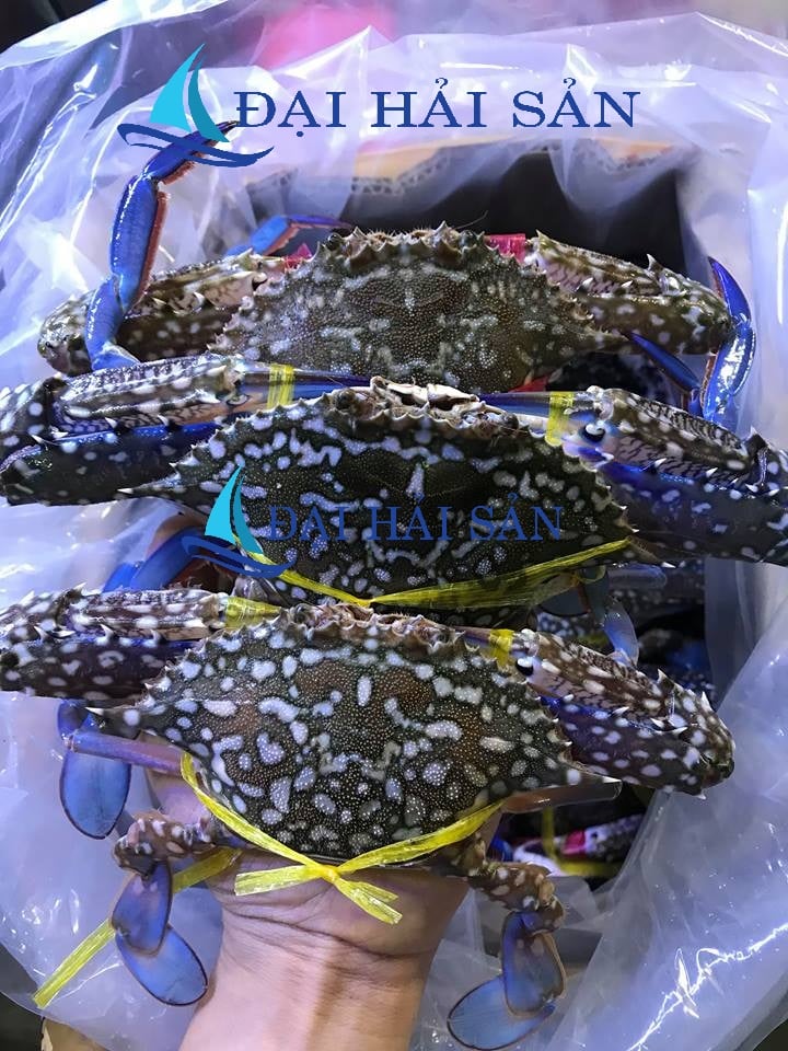 [HCM]HCM -Ghẹ xanh sống bao ăn size 2-4con/ký - Giao Nhanh